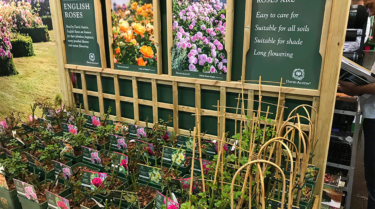 David Austin rose display